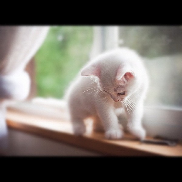 gato