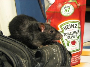 heinz