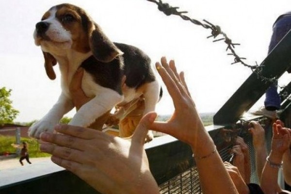 beagle_royal_instituto