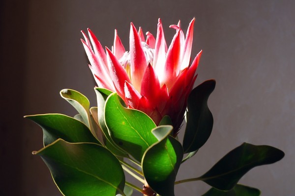 protea madiba
