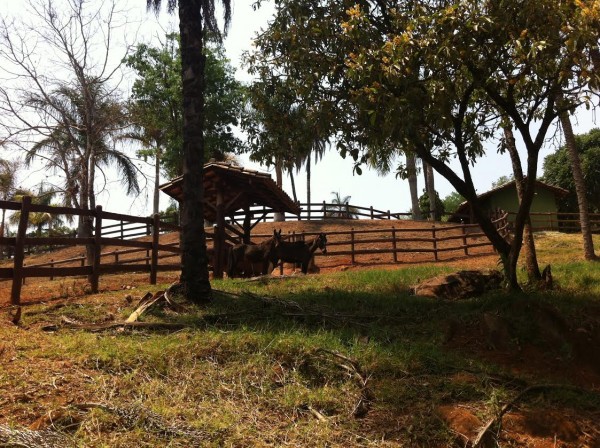 O haras da Fazenda da Mata