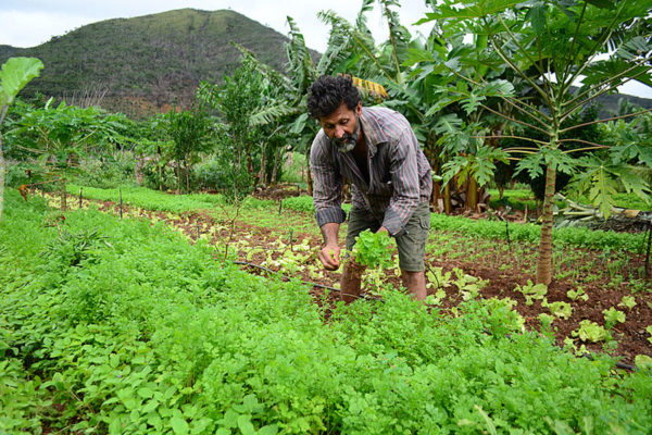 Veja a agricultura