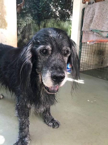 Asdrubal, cão de Lucélia Santos, amante dos animais