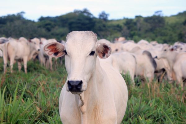 A China suspendeu as negociações de carne com o Brasil por causa do mal da vaca louca
