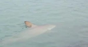 Tubarão no mar em Balneário Camboriú