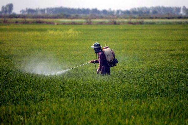 Agrotóxico sendo despejado em plantação