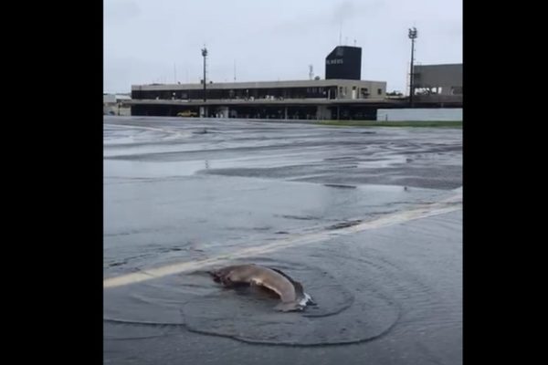 Pista de aeroporto