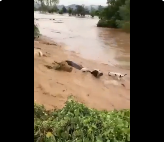 Animais são arrastados pela correnteza. Imagem: Reprodução