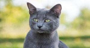Gatos russos são banidos