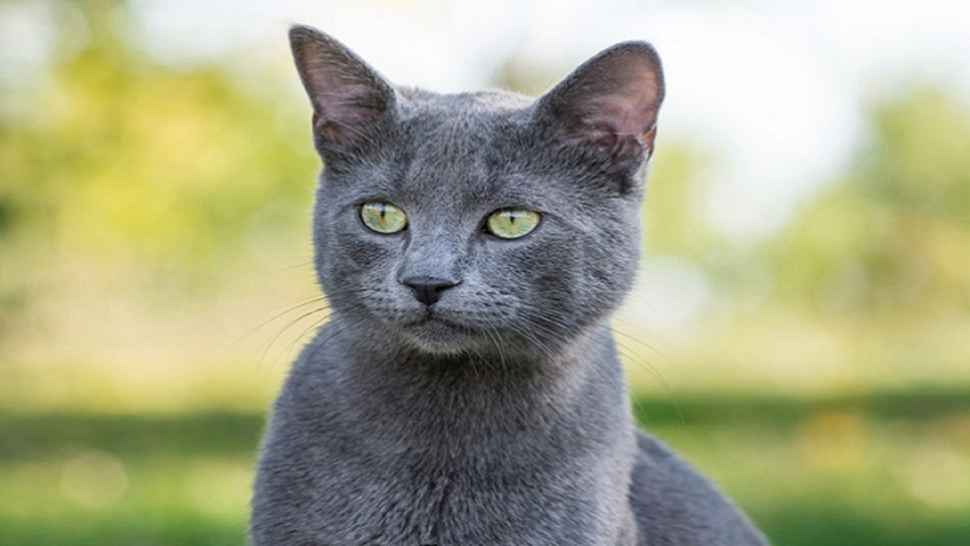 Gatos russos são banidos