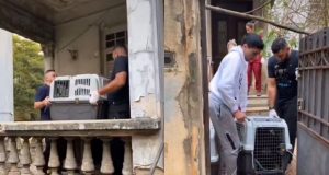 Animais sendo resgatados de mansão abandonada