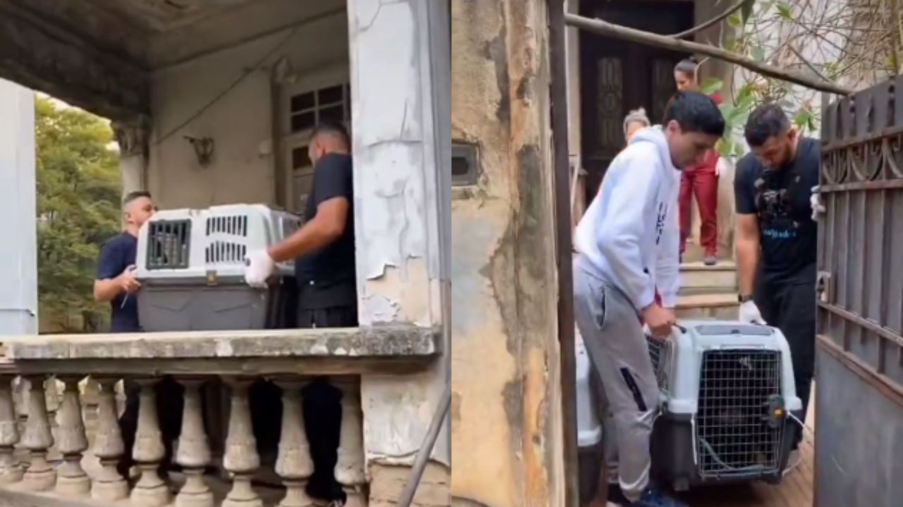 Animais sendo resgatados de mansão abandonada