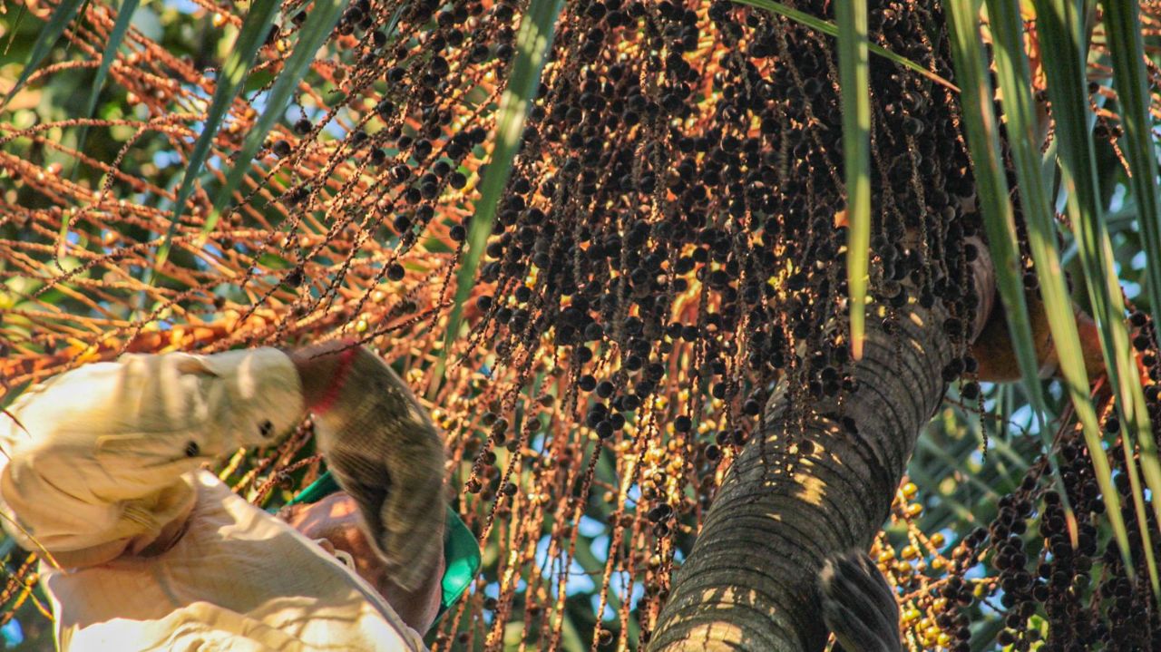 Homem próximo à palmeira Juçara, cheia de frutos