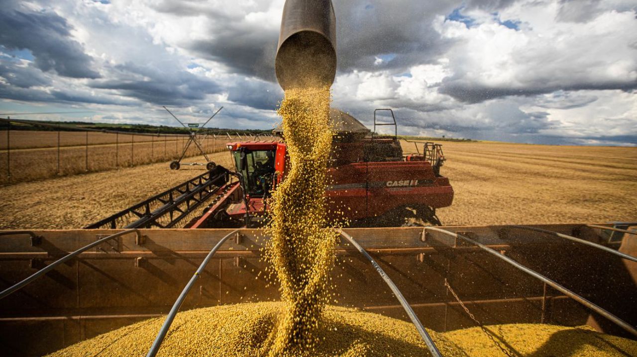 Máquina em campo de plantação, derrubando grãos