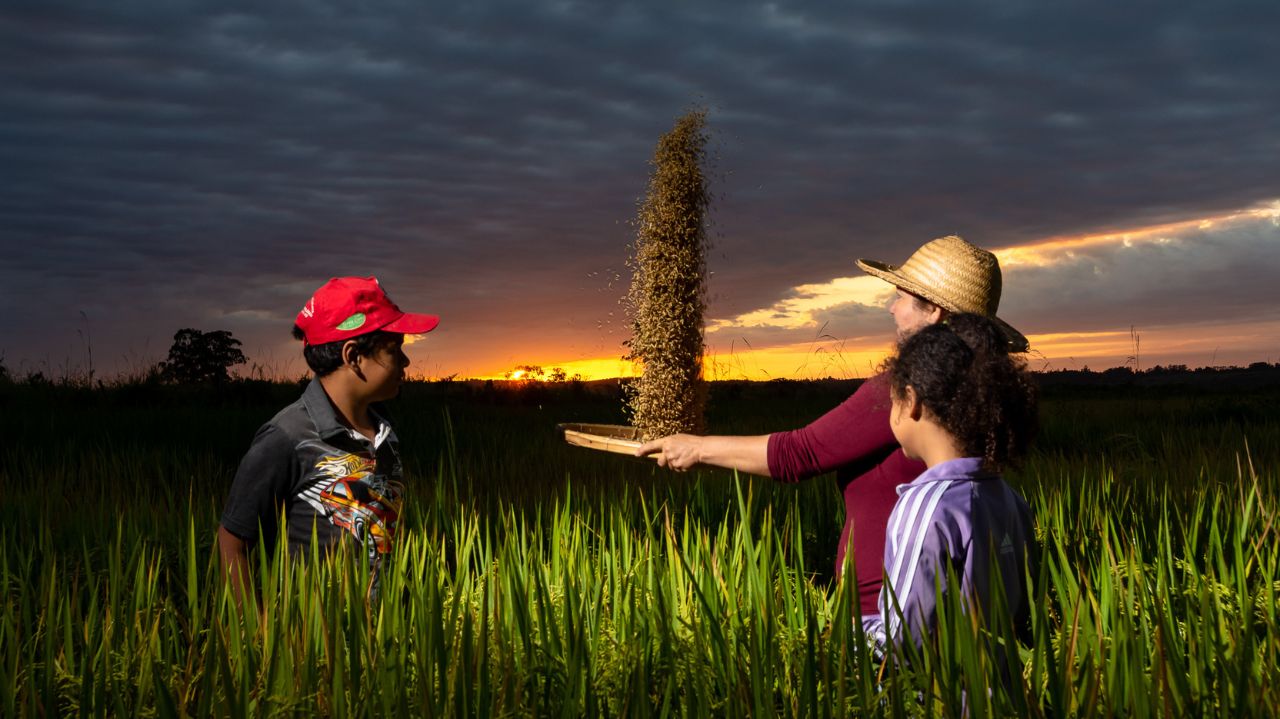 Família em colheita de arroz