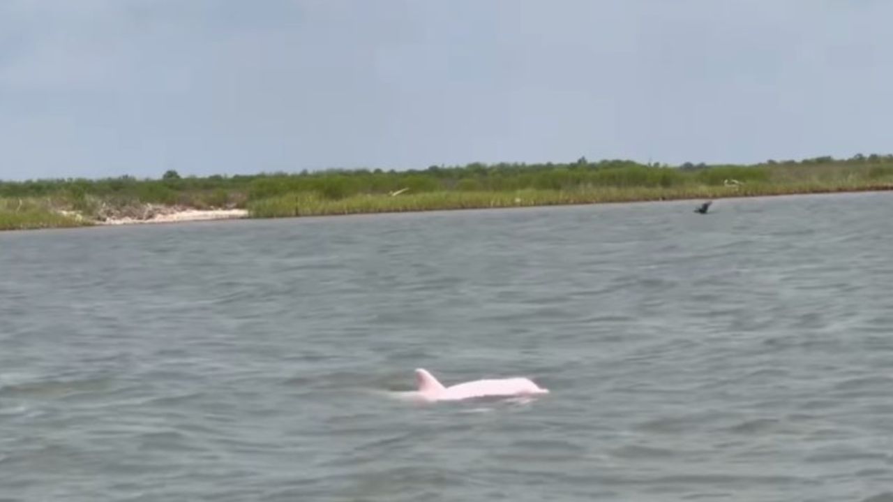 Golfinho cor-de-rosa no mar