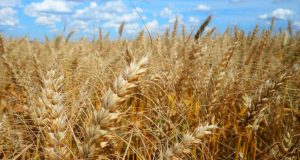 Plantação de trigo com céu azul de fundo