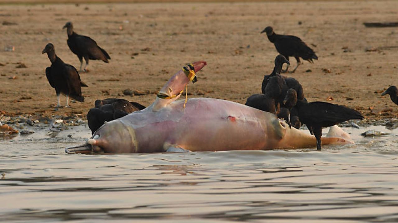Boto vermelho morto no lago Tefé, no Amazonas