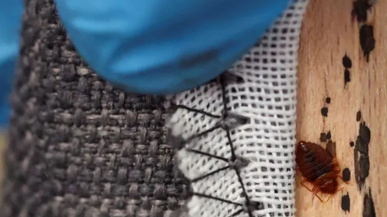 Percevejo na costura de um sofá-cama