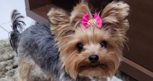 Cadelinha yorkshire com lacinho rosa