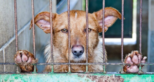 Cachorro preso atrás de grades