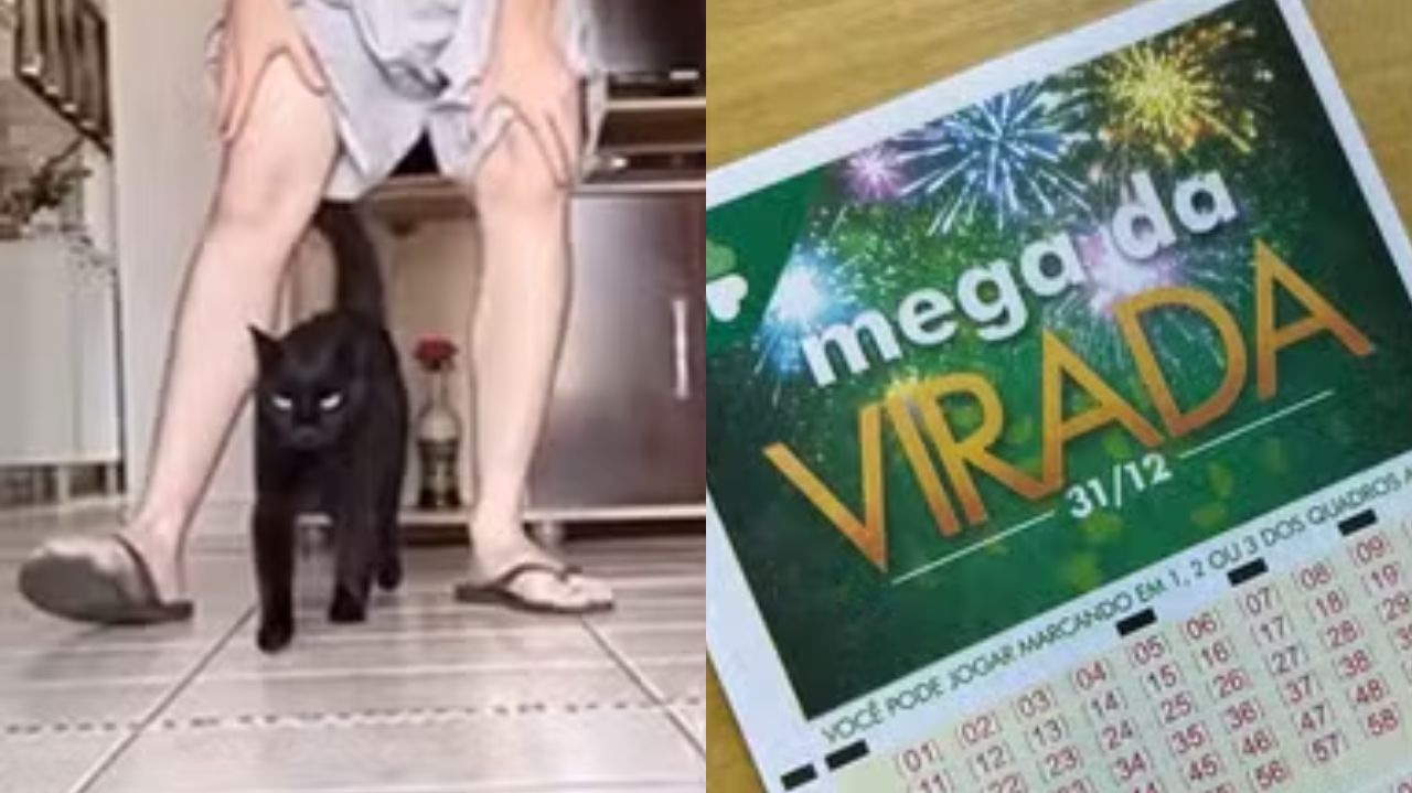 Montagem de fotos de gato Milu fazendo previsões e papel da Mega da Virada