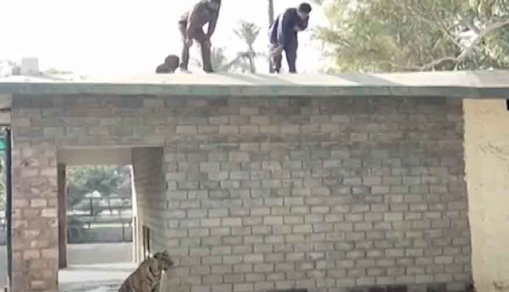 Funcionários de zoológico olhando jaula de tigre