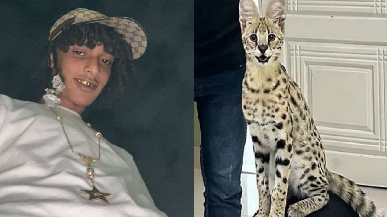 Montagem de fotos de Oruam e seu gato