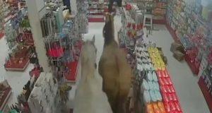 Cavalos entrando em farmácia