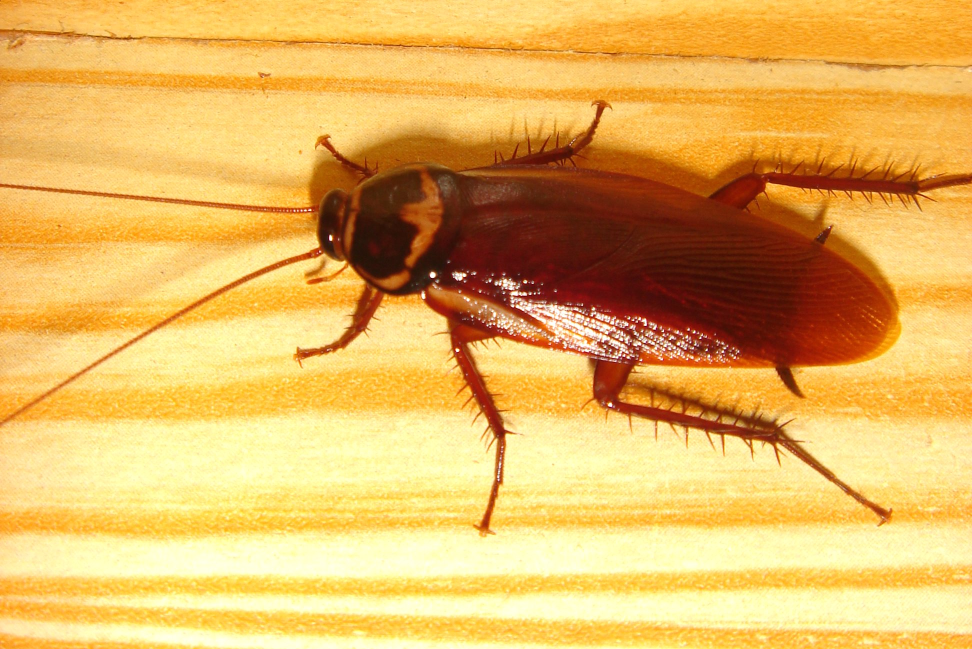 Barata parada em superfície de madeira