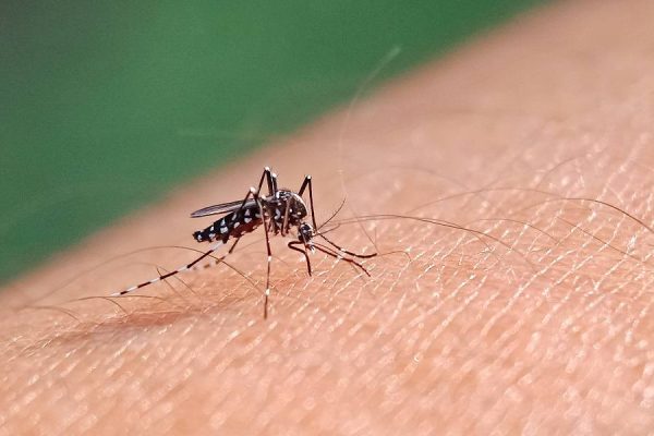 Américas enfrentam pior surto de dengue na história, diz órgão da ONU