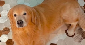 Golden Retrivier Joca