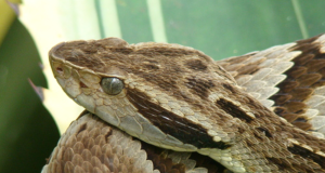 Jararaca da espécie Bothrops