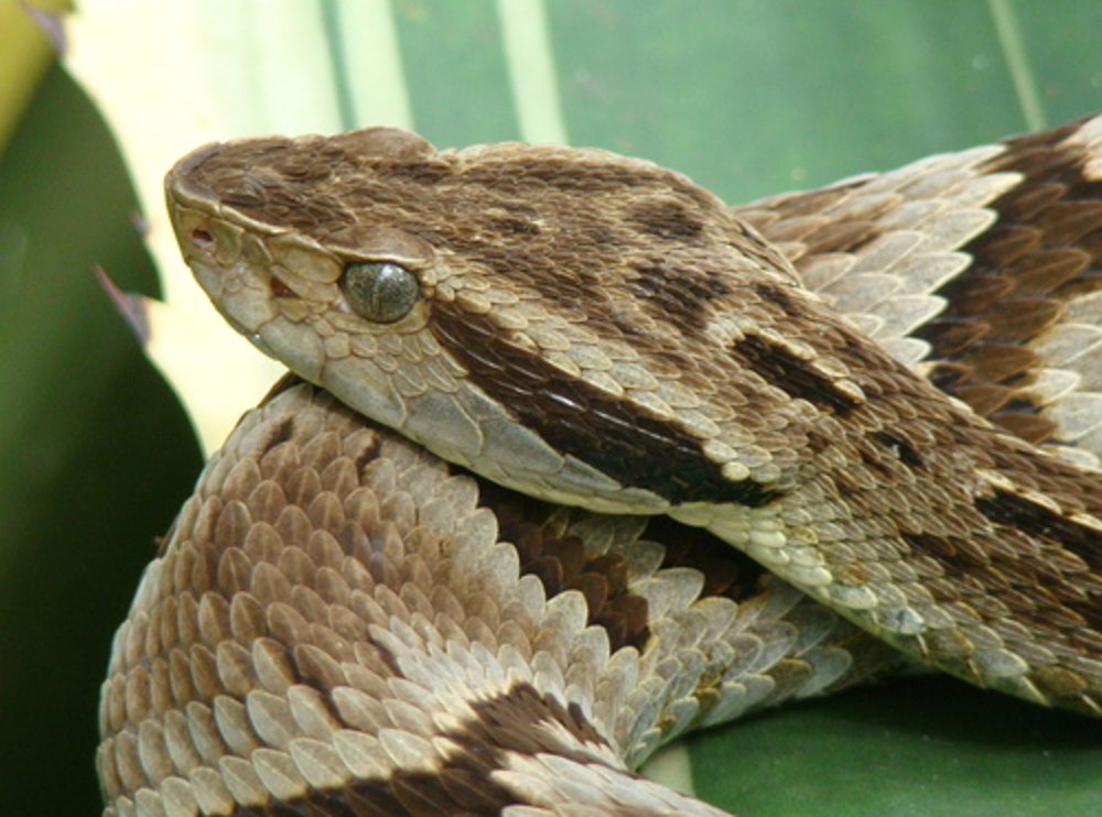 Jararaca da espécie Bothrops