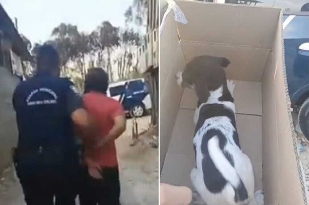 Montagem de fotos de homem de costas sendo preso e cachorrinha