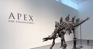 O fóssil do estegossauro 'Apex', exposto em Nova York