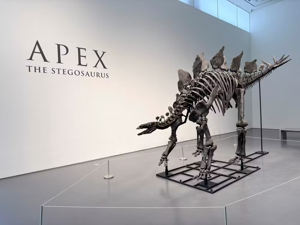 O fóssil do estegossauro 'Apex', exposto em Nova York