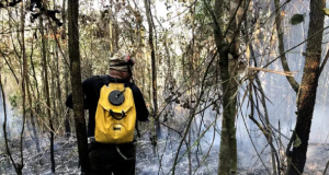 Brigadista combatendo incêndio em floresta