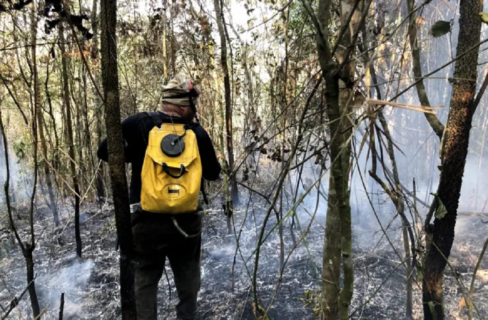 Brigadista combatendo incêndio em floresta