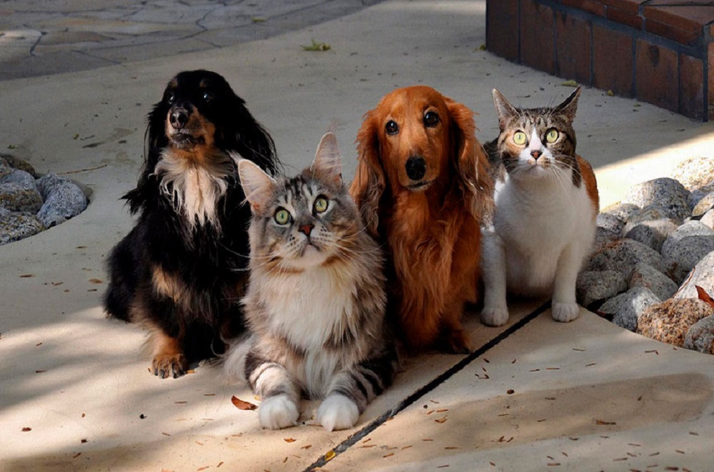 Dois cachorros e dois gatos posando para foto lado a lado