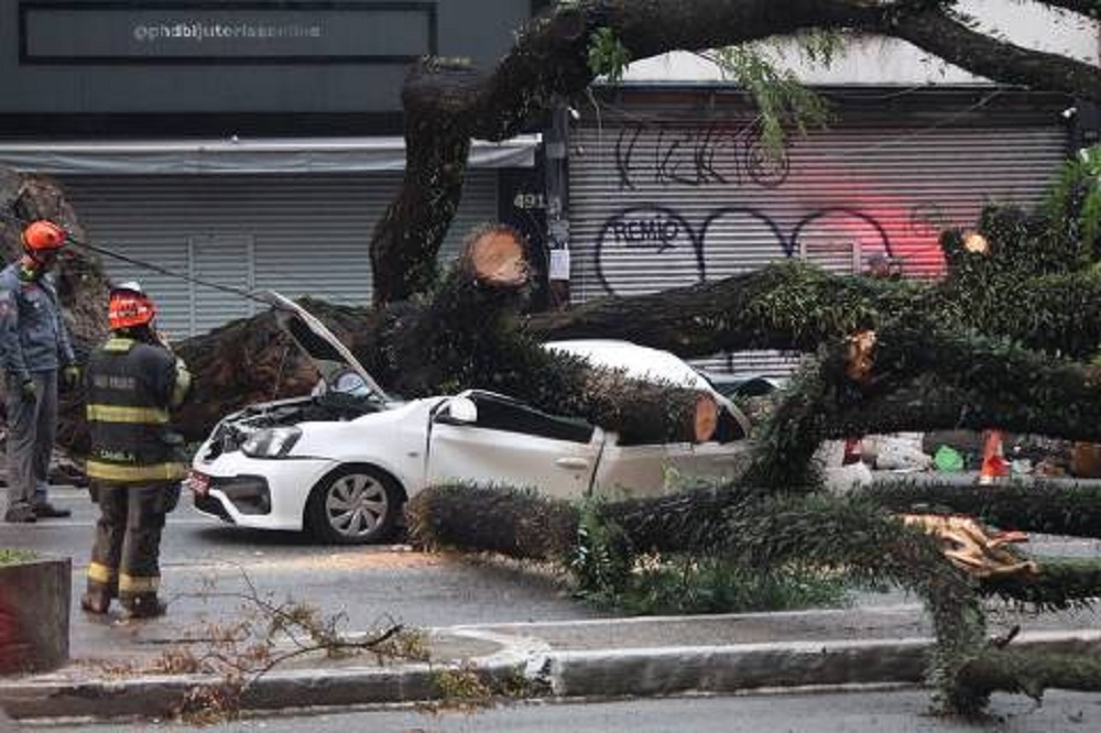 árvore caída sobre um carro branco amassado