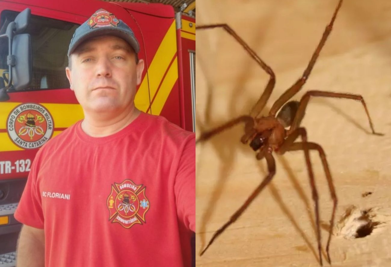 Bombeiro de SC morre após picada de aranha-marrom