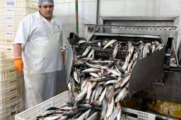 Pescado, couro, café e madeira: os setores mais afetados pelo tarifaço americano