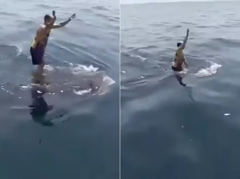 Montagem de duas fotos de homem pulando no dorso de um tubarão-baleia