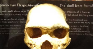 Crânio de Petralona em exibição no Museu Arqueológico de Tessalônica
