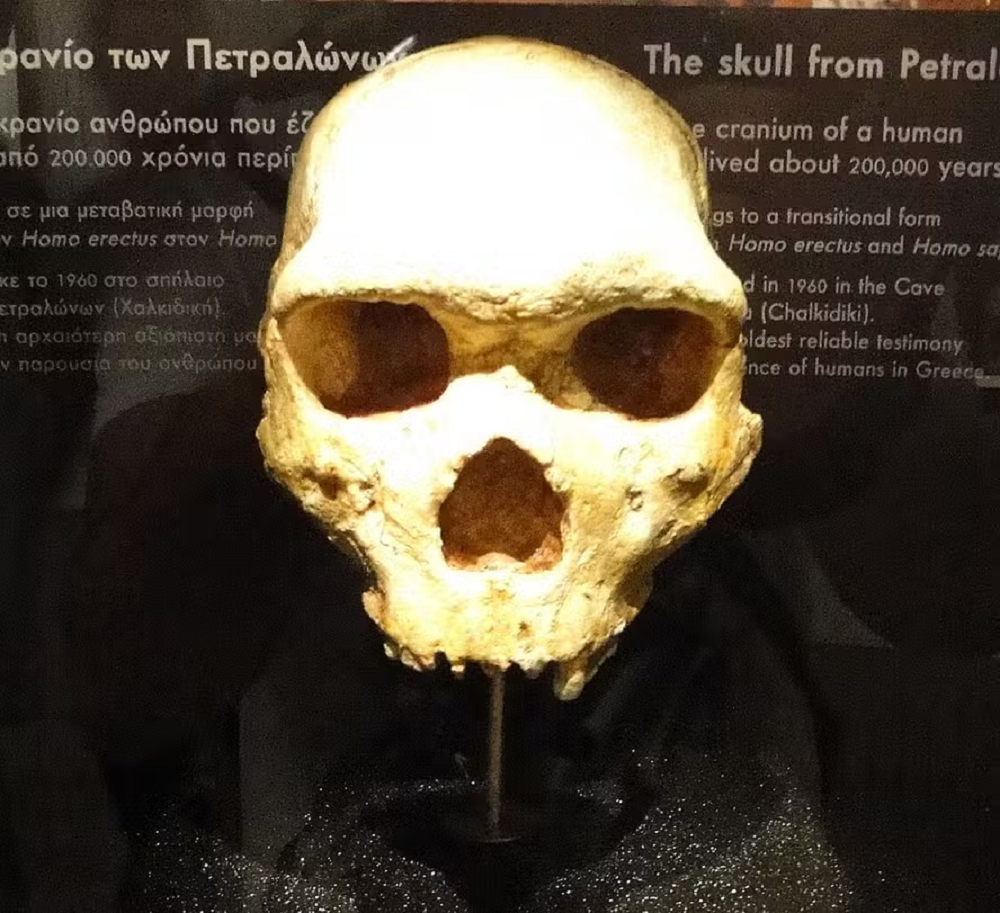 Crânio de Petralona em exibição no Museu Arqueológico de Tessalônica