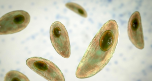 Imagem ilustrativa de matéria sobre vermes