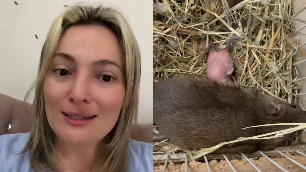 Montagem de fotos da médica veterinária Marcela Ortiz e ratazana com filhote