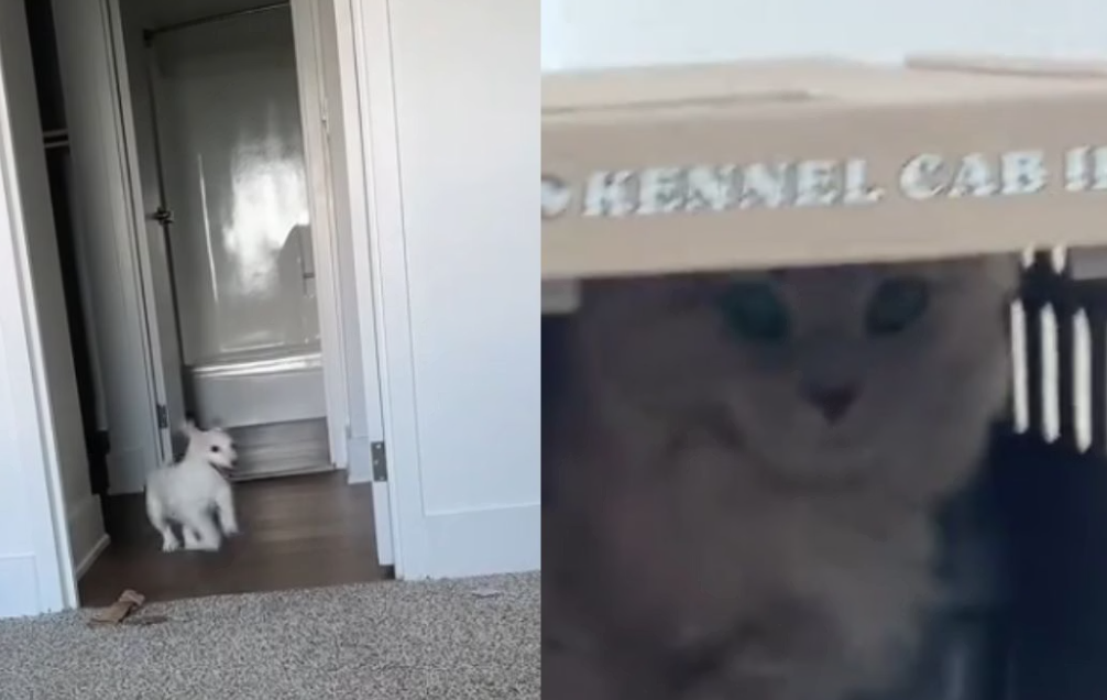 O cachorro e o gato convivendo no apartamento. Foto: Reprodução/TikTok