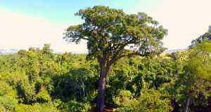 Patriarca da Floresta